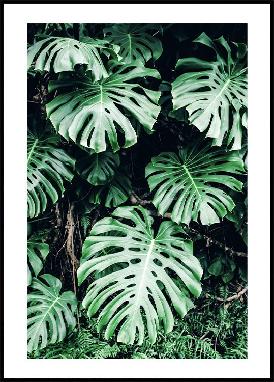 Grünes Monstera-Blätter-Poster - Posterbox.no