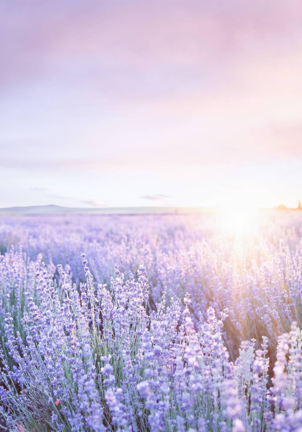 Lila Sonnenaufgang Poster - Posterbox.no