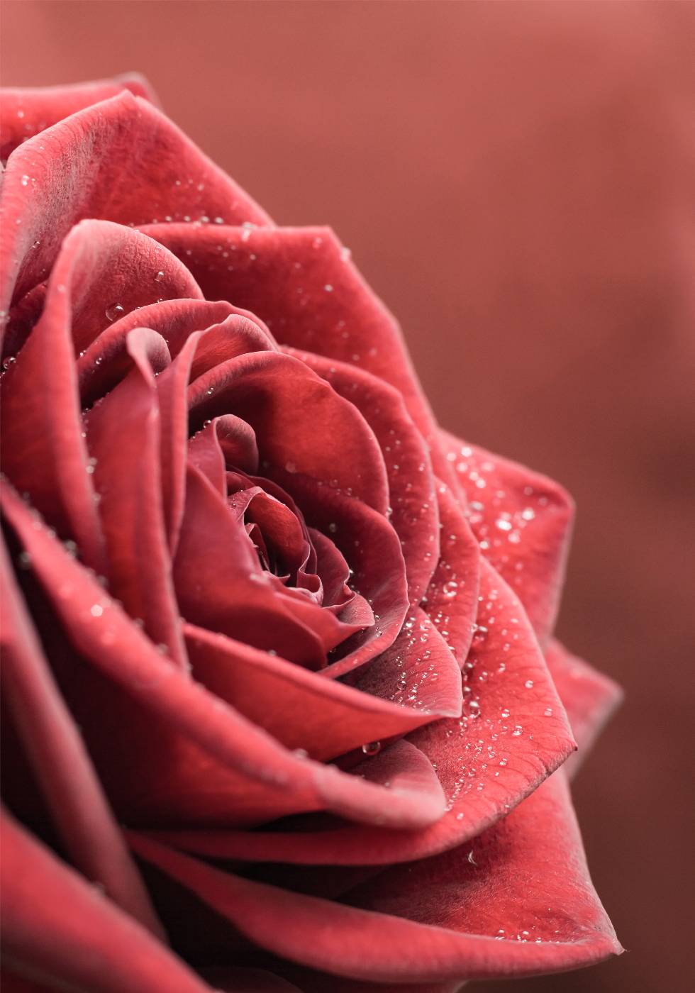 Elegantes Rosenposter - Posterbox.no