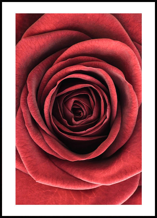 Rote Rose Poster - Posterbox.no