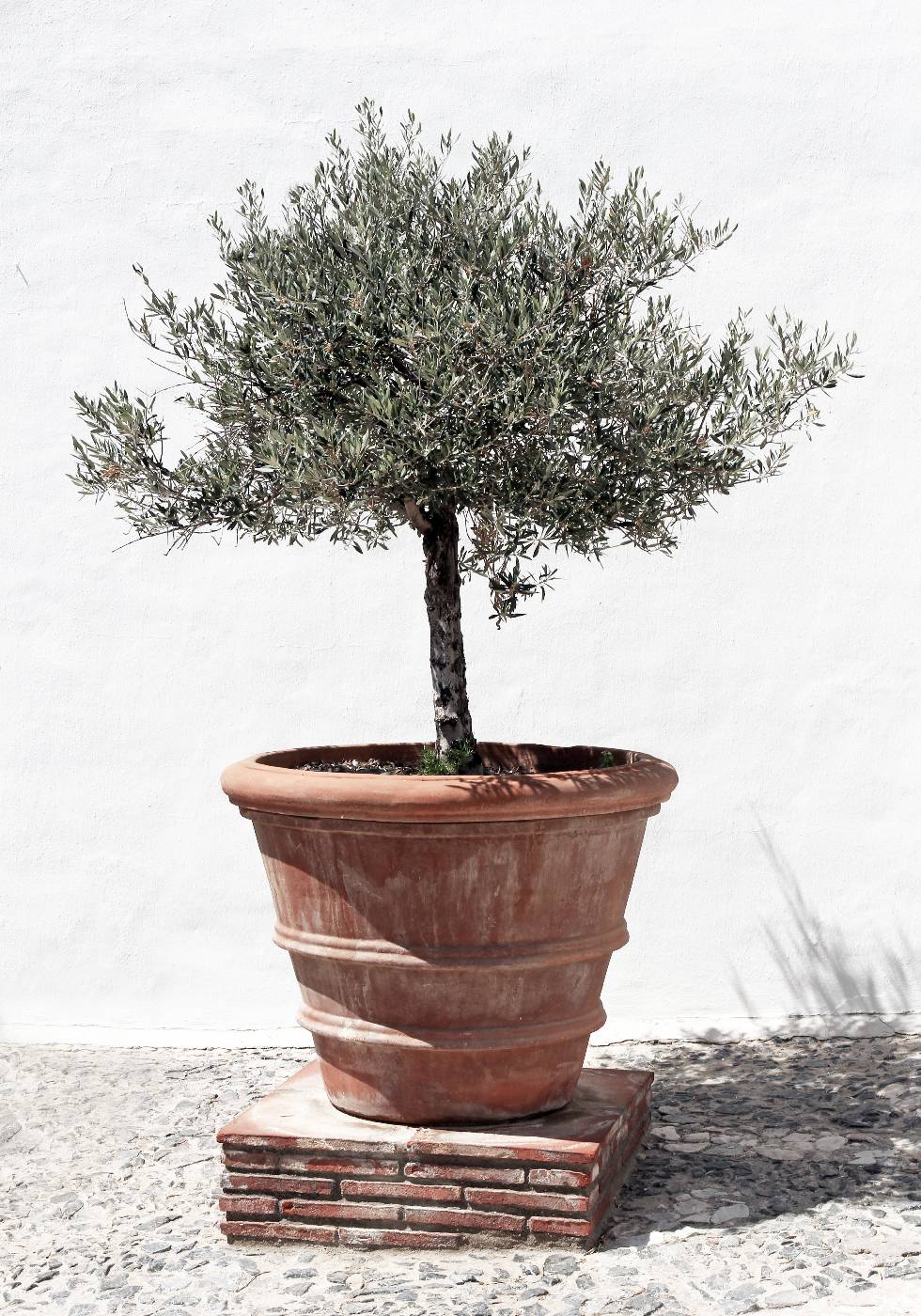 Olivenbaum im Vintage-Terrakotta-Poster - Posterbox.no