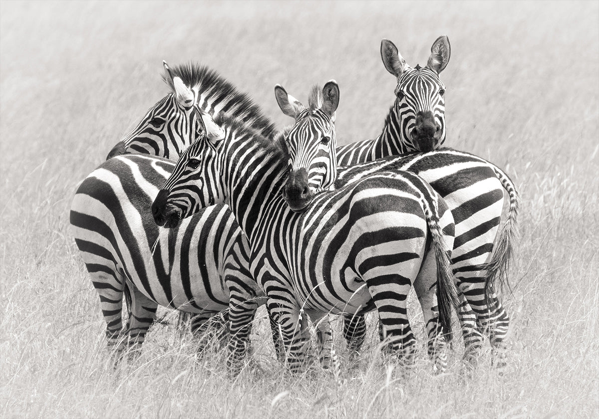 Zebras