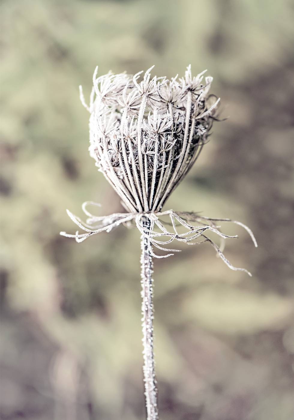 Frozen Laceflower Poster - Posterbox.no