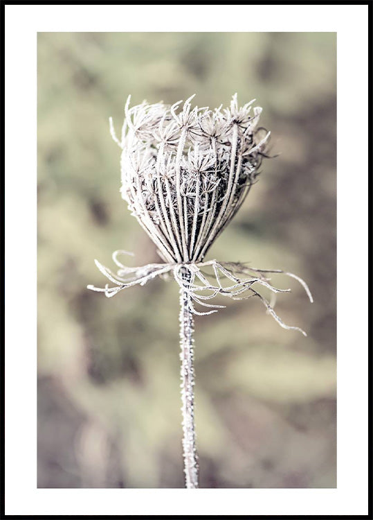 Frozen Laceflower Poster - Posterbox.no