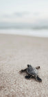 Baby Turtle Journey Poster - Posterbox.dk