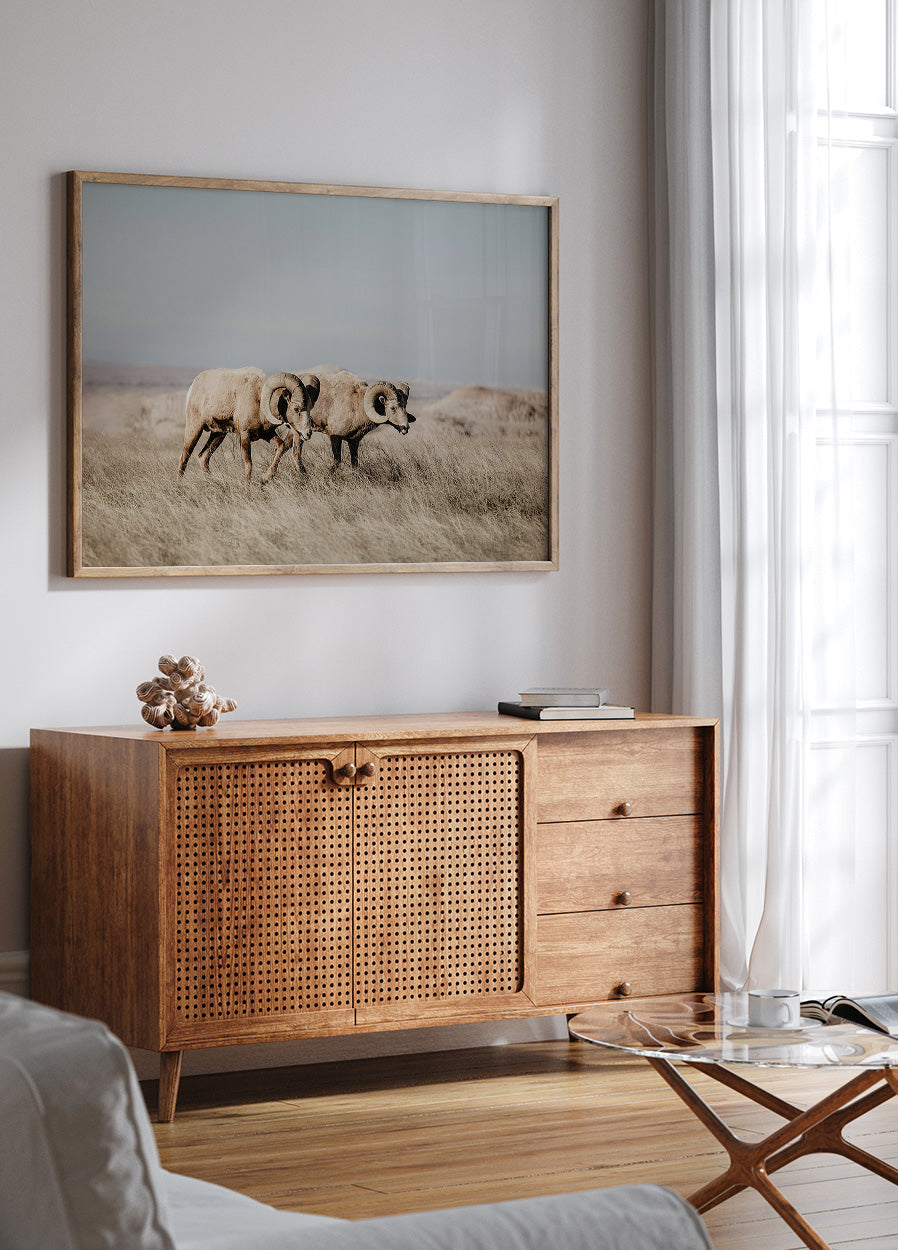 Dickhornschafe im Feld Poster - Posterbox.dk