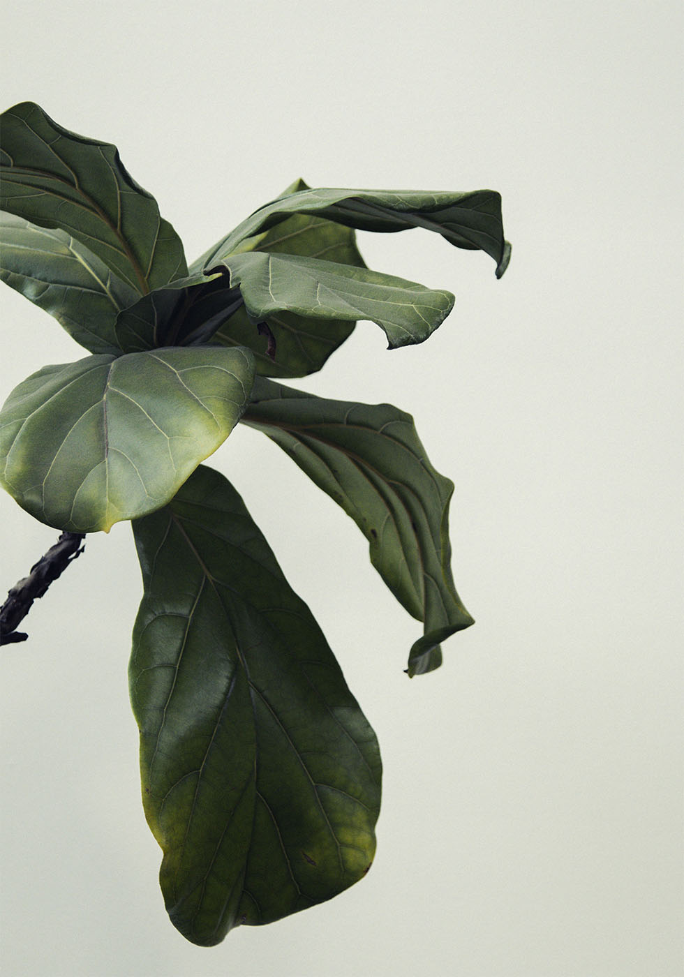 Poster mit botanischen Blättern - Posterbox.dk