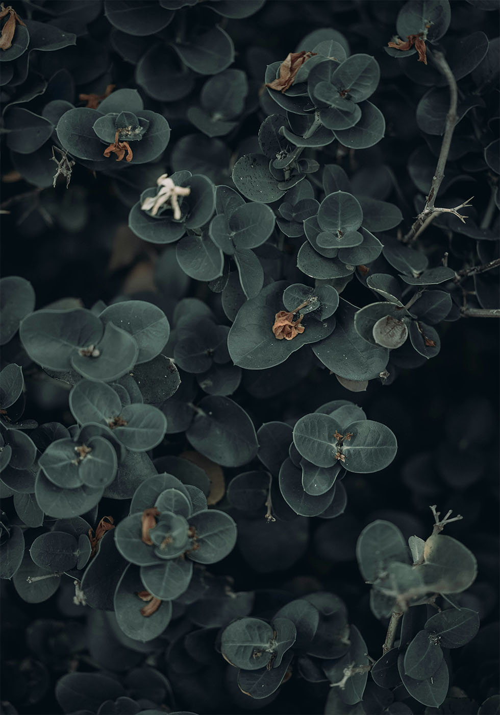 Dunkles und grünes botanisches Poster - Posterbox.dk