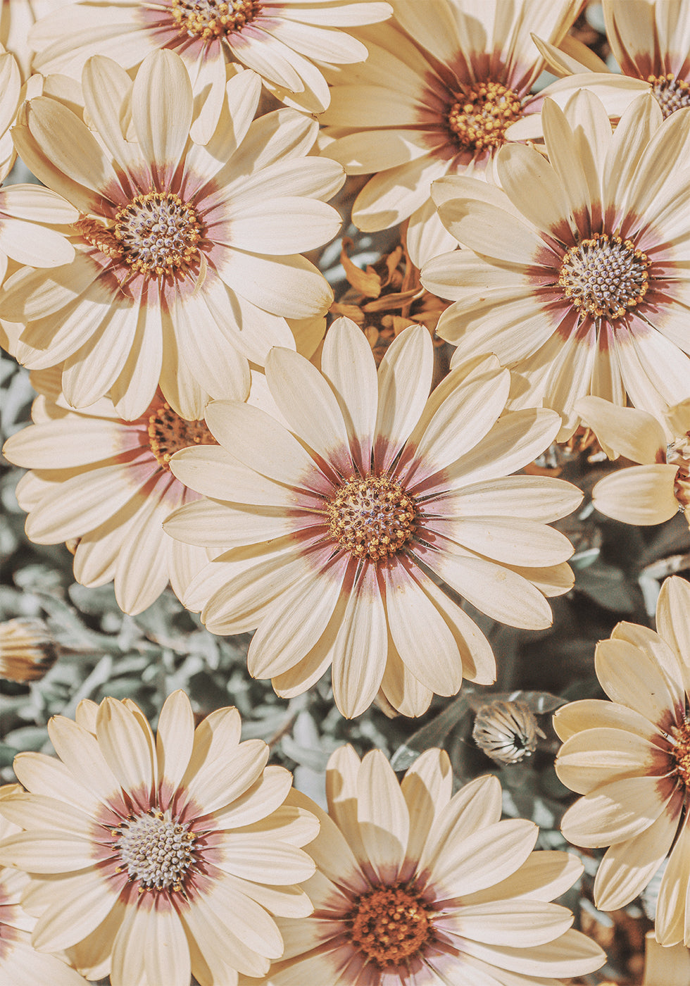 Dimorfoteca Poster - Posterbox.dk