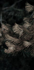 Tannennadel Nr. 2 Poster - Posterbox.dk