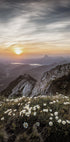 Poster „Sonnenaufgang über Bergwildblumen“ - Posterbox.dk