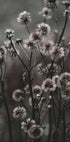 Waldblumen-Poster - Posterbox.dk