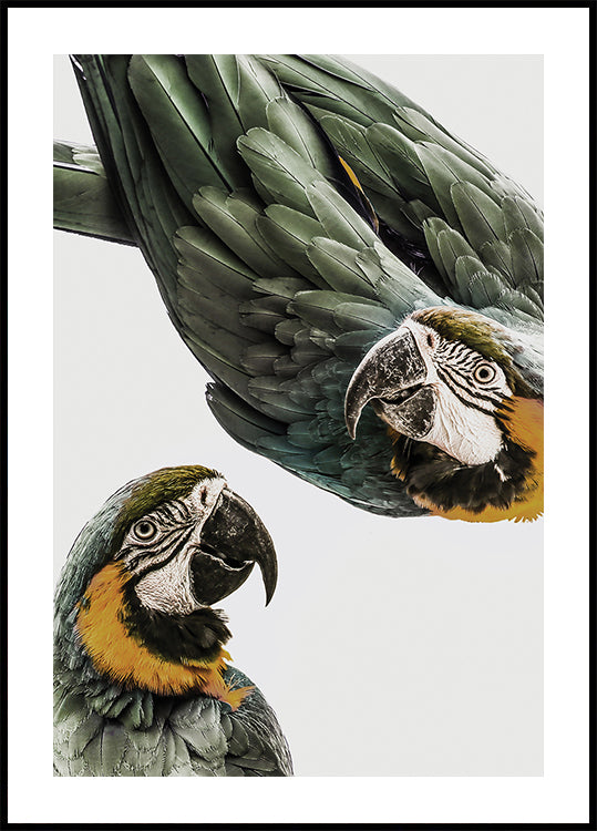 Lebendiges Papageien-Duo