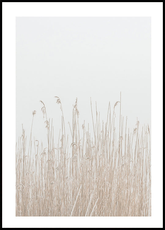 Gras im Nebel Poster - Posterbox.dk