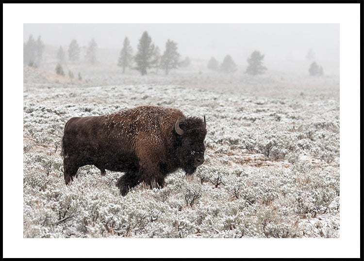 Spätherbst-Yellowstone
