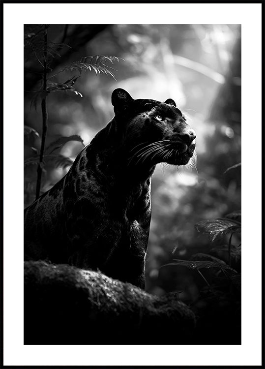 Majestätisches Black Panther Poster