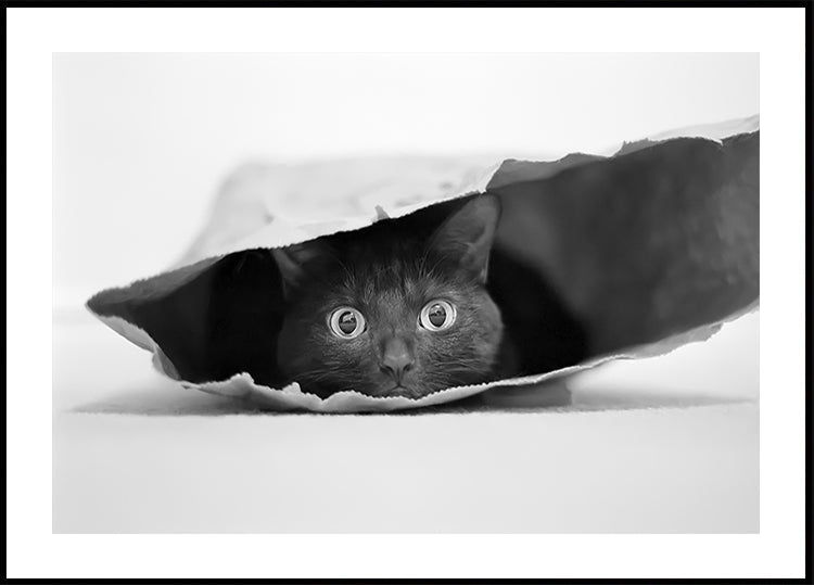 Katze in einer Tasche Poster