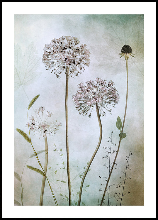 Allium-Poster