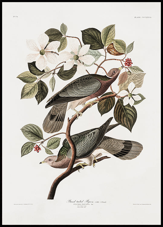 Brand Tailed Pigeon von Birds Of America (1827) Poster