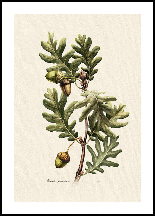 Botanik Quercus Pyrenaica Poster