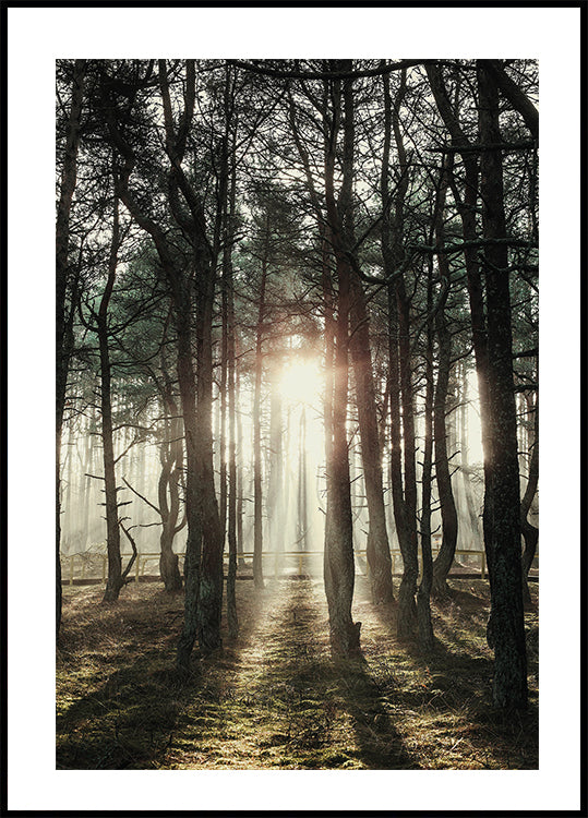 Poster „Sonnenlicht durch die Bäume“ - Posterbox.dk