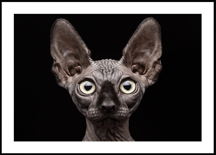 Sphynx-Katze