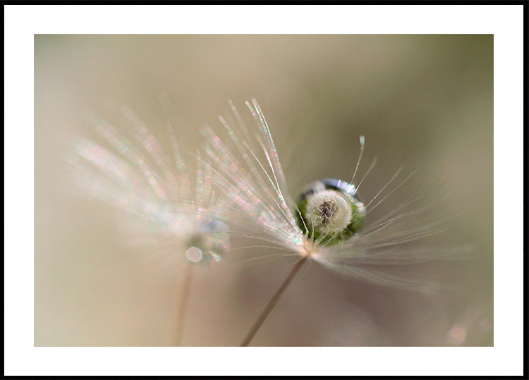 Stern aus Löwenzahn