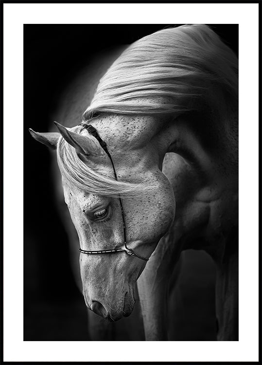 Poster mit weißem Hengst