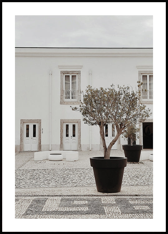 Olivenbaum im Stadthof Poster - Posterbox.dk