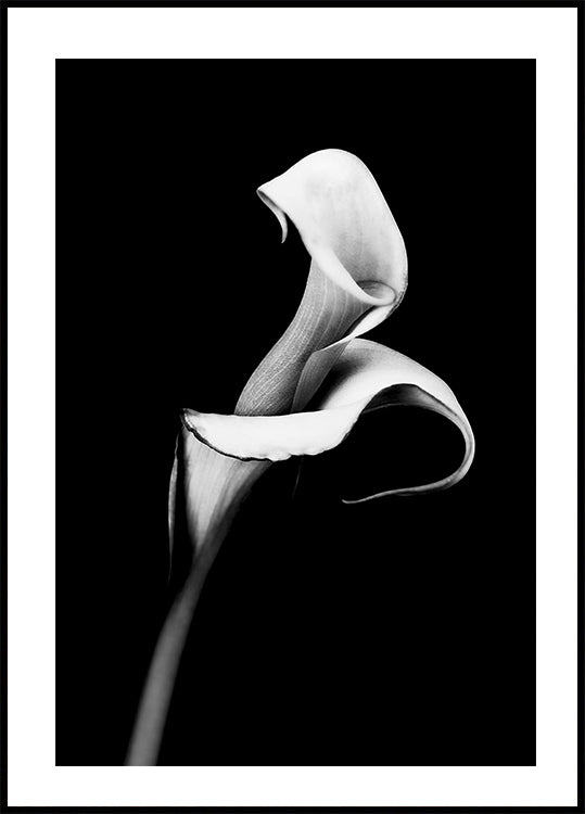 Calla-Lilien-Poster - Posterbox.dk