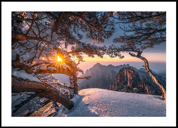 Gelber Berg und seltsame Kiefer nach Schnee Poster