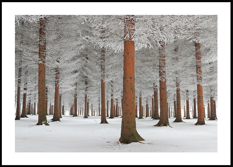 Poster mit magischem Wald