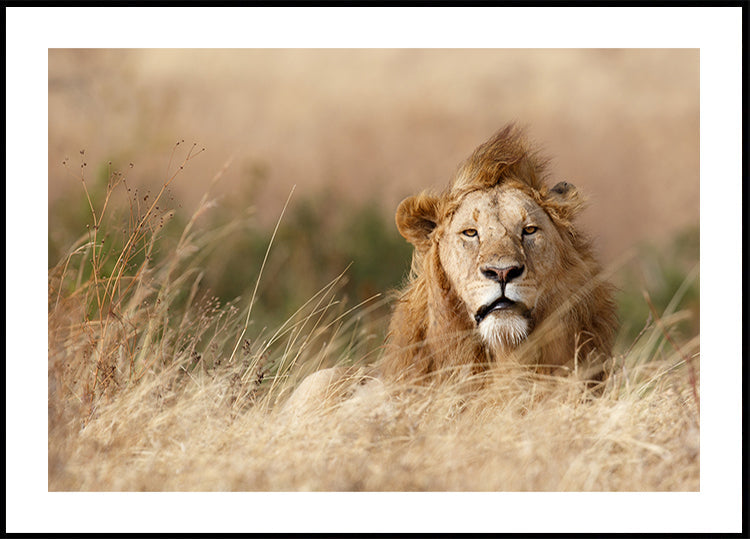 Gutaussehend! Poster