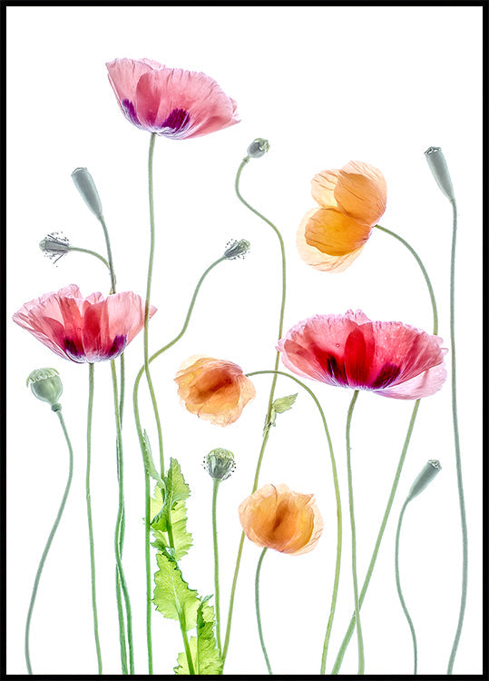 Mohnblumen-Poster
