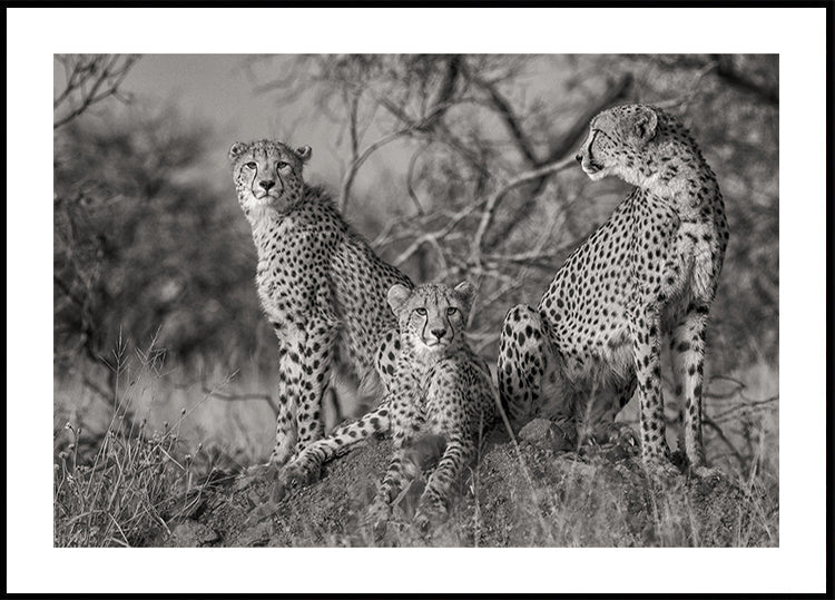 Poster mit drei Katzen