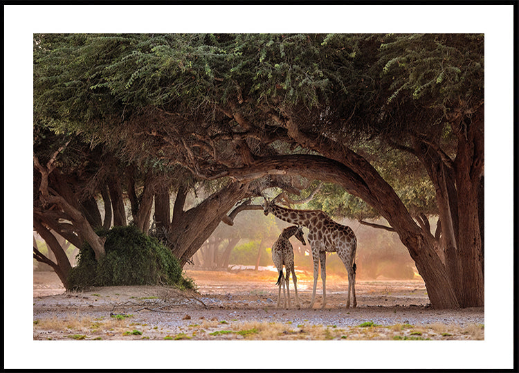 Giraffe - Namibia