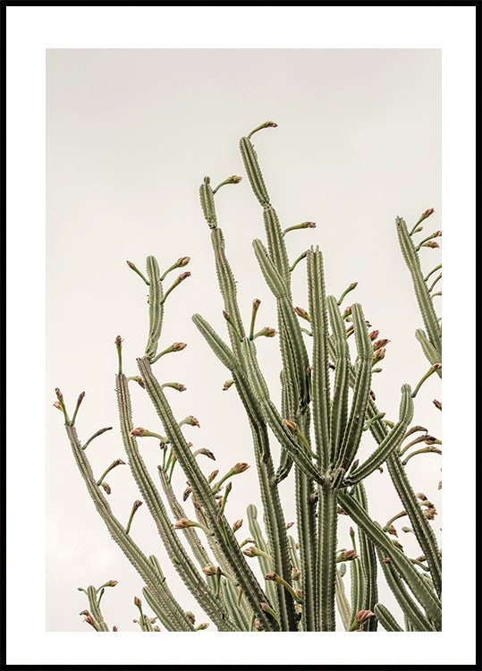 Kaktus-Poster - Posterbox.dk