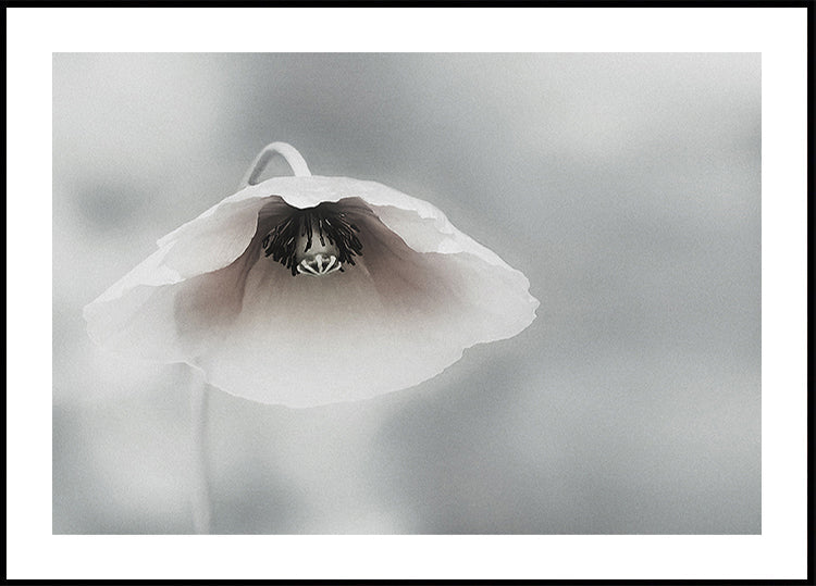 Vergängliche Schönheit