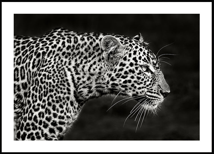 Leopard-Nahaufnahme-Poster