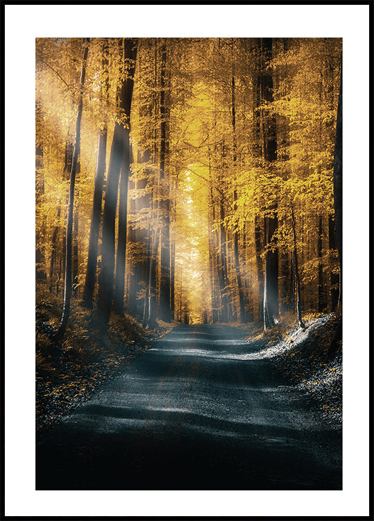 Herbstwald-Poster - Posterbox.dk