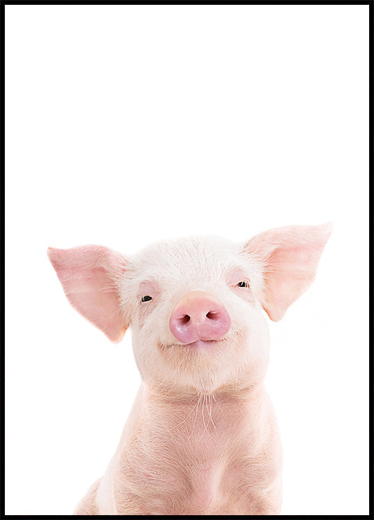 Baby-Schwein-Poster