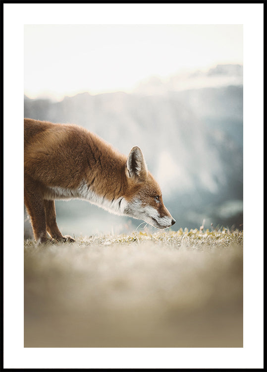 Der kleine Fuchs Poster - Posterbox.dk