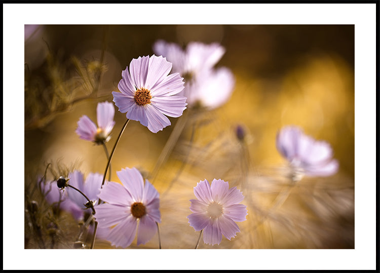 Der König der Löwen