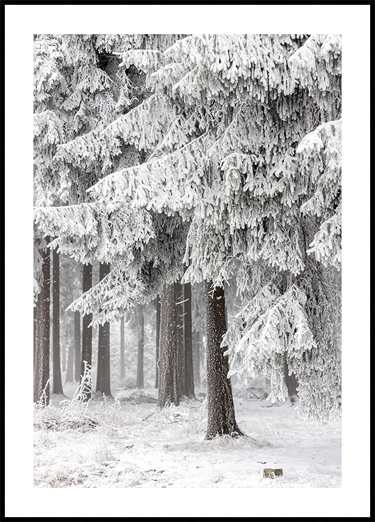 Winterwald 2