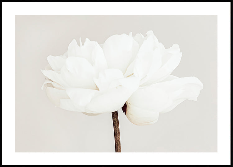 Pfingstrose Nr.11 Poster