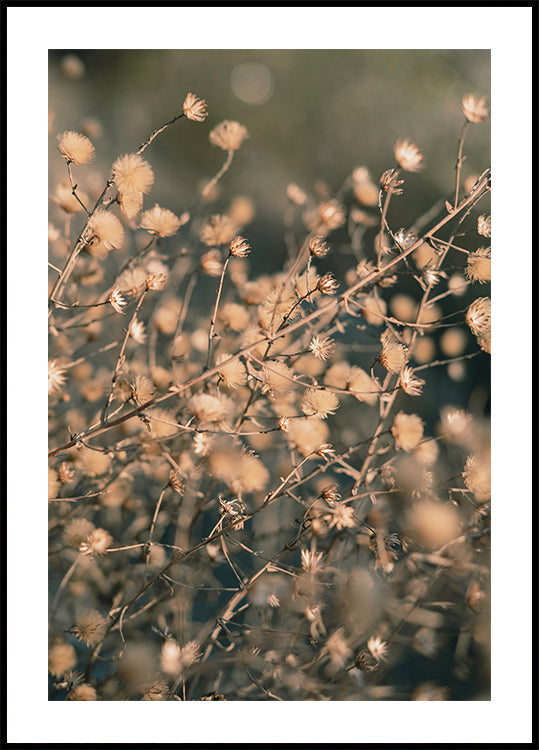 Strandblumen_003 Poster