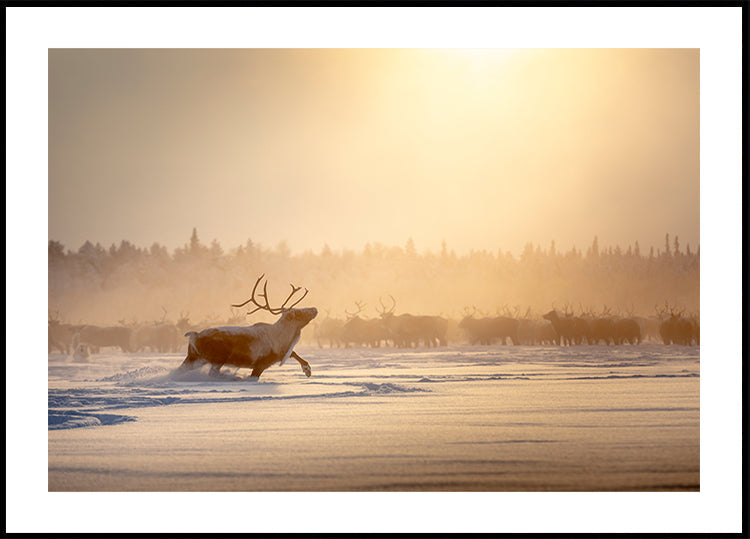 Alpha-Männchen-Poster