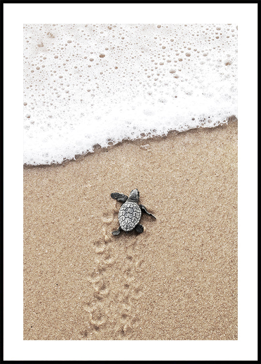 Baby-Schildkröte trifft das Meer-Poster – Posterbox.dk