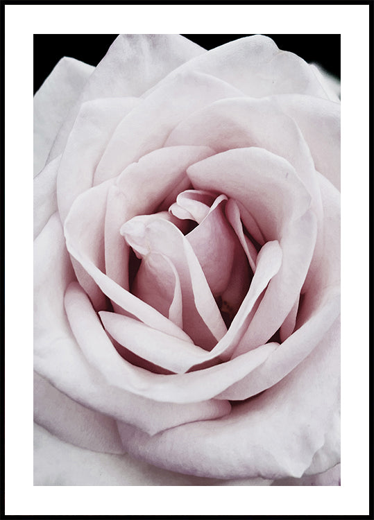 Rosa Rose Poster - Posterbox.dk
