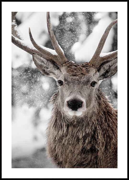 Winter-Hirsch-Poster